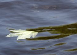 1368912191_cimg0148.jpg