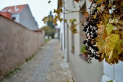1446887382_vlas_07_w.jpg