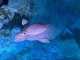 IMG_6737.JPEG