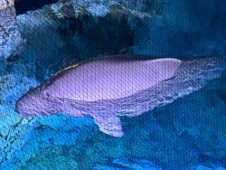 IMG_6738.JPEG