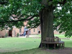 4. Kenilworth - a magnificent oak tree.jpg