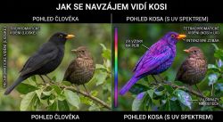 kos černý, kos černý ptačí vidění.jpg