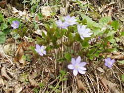 Jaterník podléška (Hepatica triloba)
