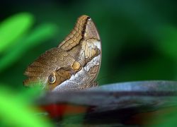 1205143453_fata_morgana_05.jpg