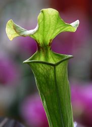 1205143560_fata_morgana_21.jpg