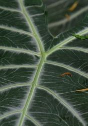 1205143589_fata_morgana_25.jpg