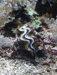 Oceanograficke muzeum